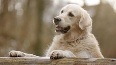Golden retriever