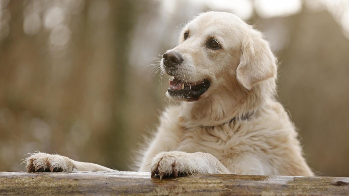 Golden retriever