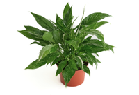 Shop Succulents Store Peace Lily 