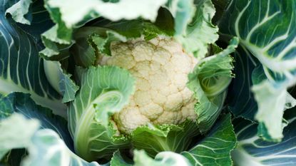 cauliflower growing in the ground