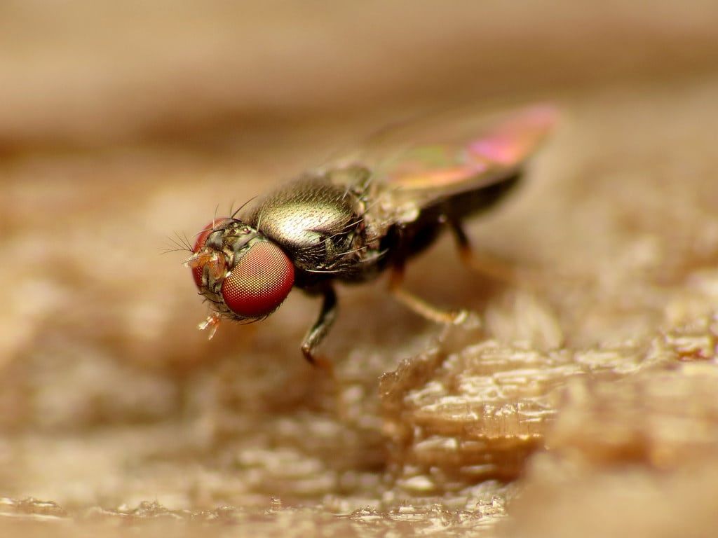 Close Up Of A Tiny Shore Fly