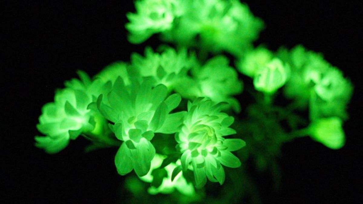 Scientists say new glowing plants could replace artificial yard lighting