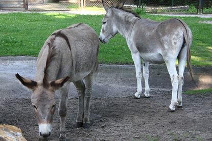 Polish zoo reunites amorous donkey couple after protests