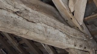 roof timbers with signs of woodworm infestation