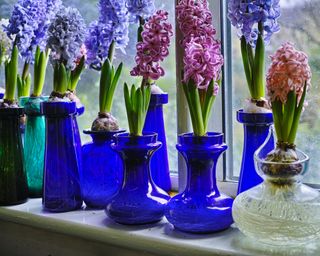 Forced hyacinths in vases on a windowsill