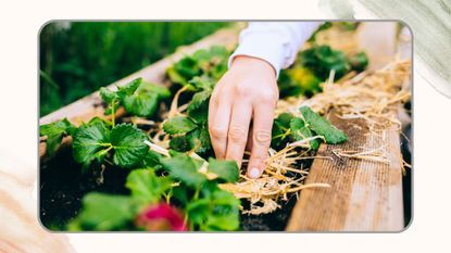  picture of woman adding straw mulch to strawberry plants in raised bed