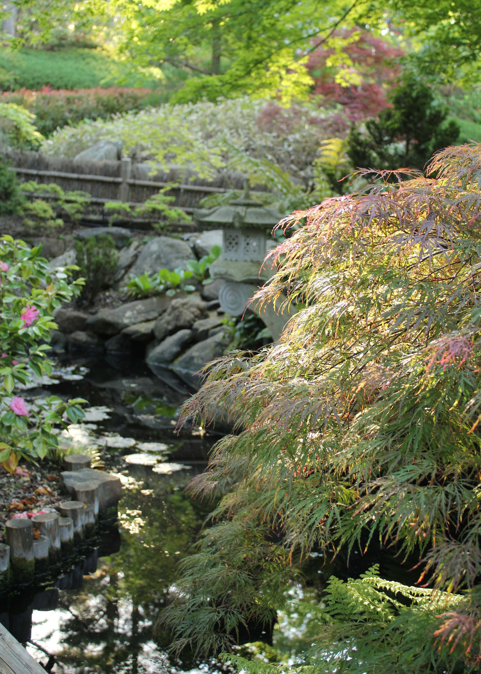 A close-up of a Japanese garden with a maple tree, and a winding pond surrounded by rocks