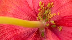 Aphids on a flower