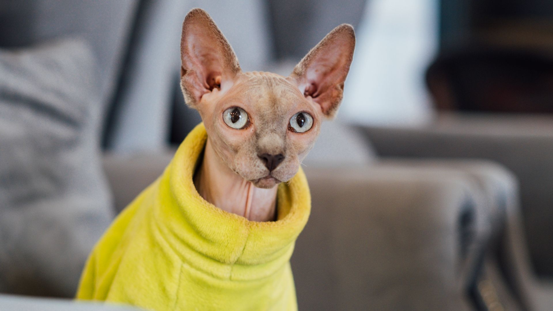 hairless sphynx cat wearing a yellow jumper