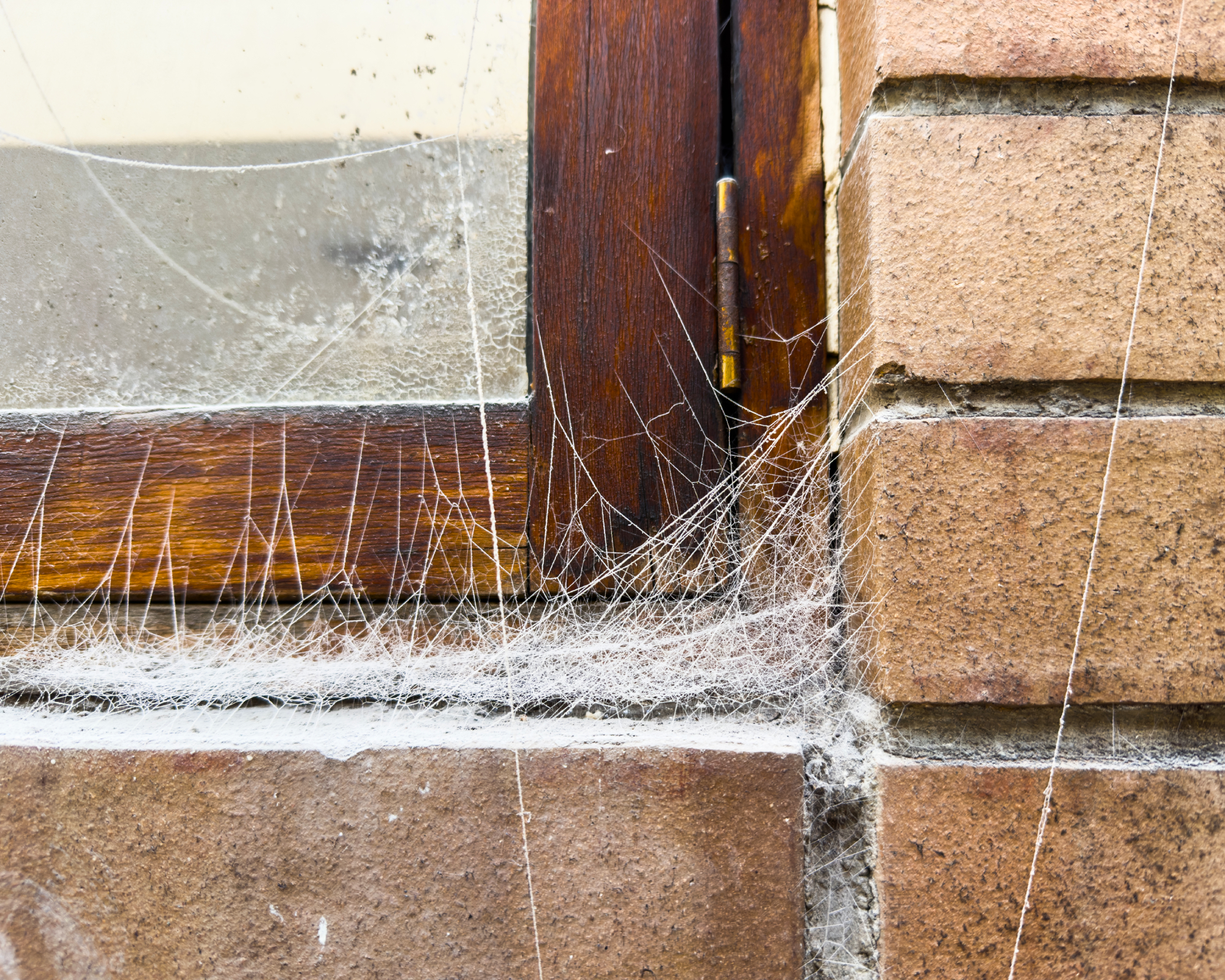 Spiderwebs around window