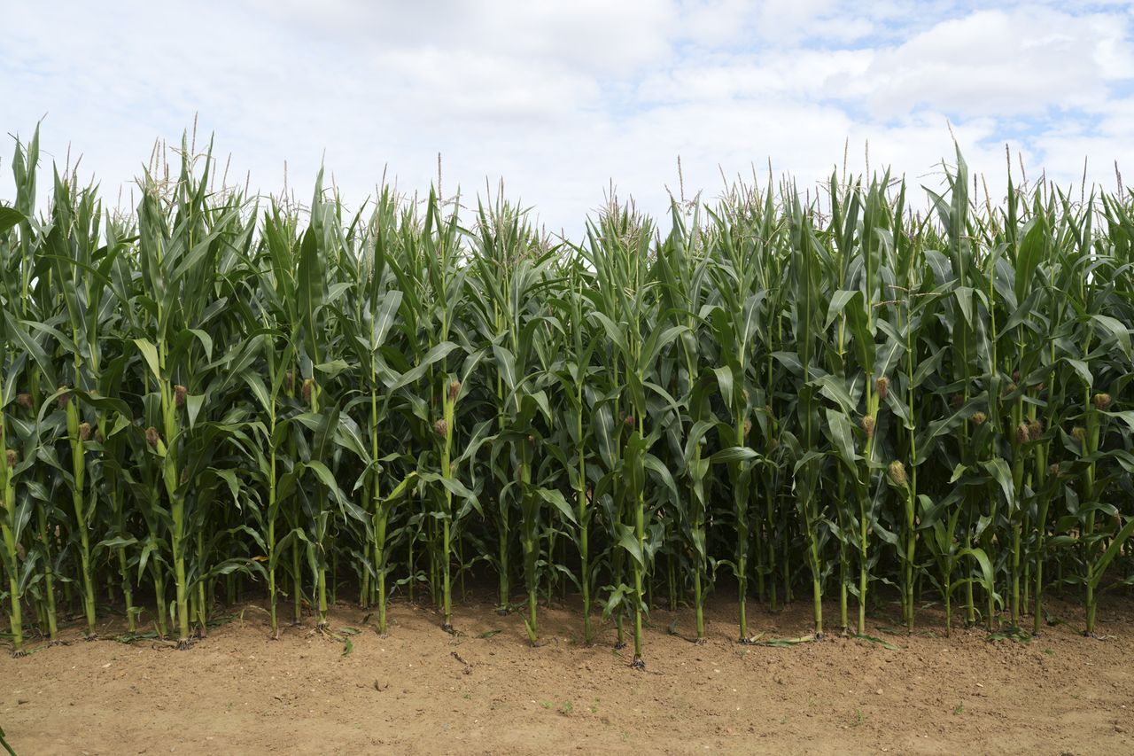 Edge of a maize field on a cloudy day taken with the Sony FE 20-70mm F4 lens and A7C R
