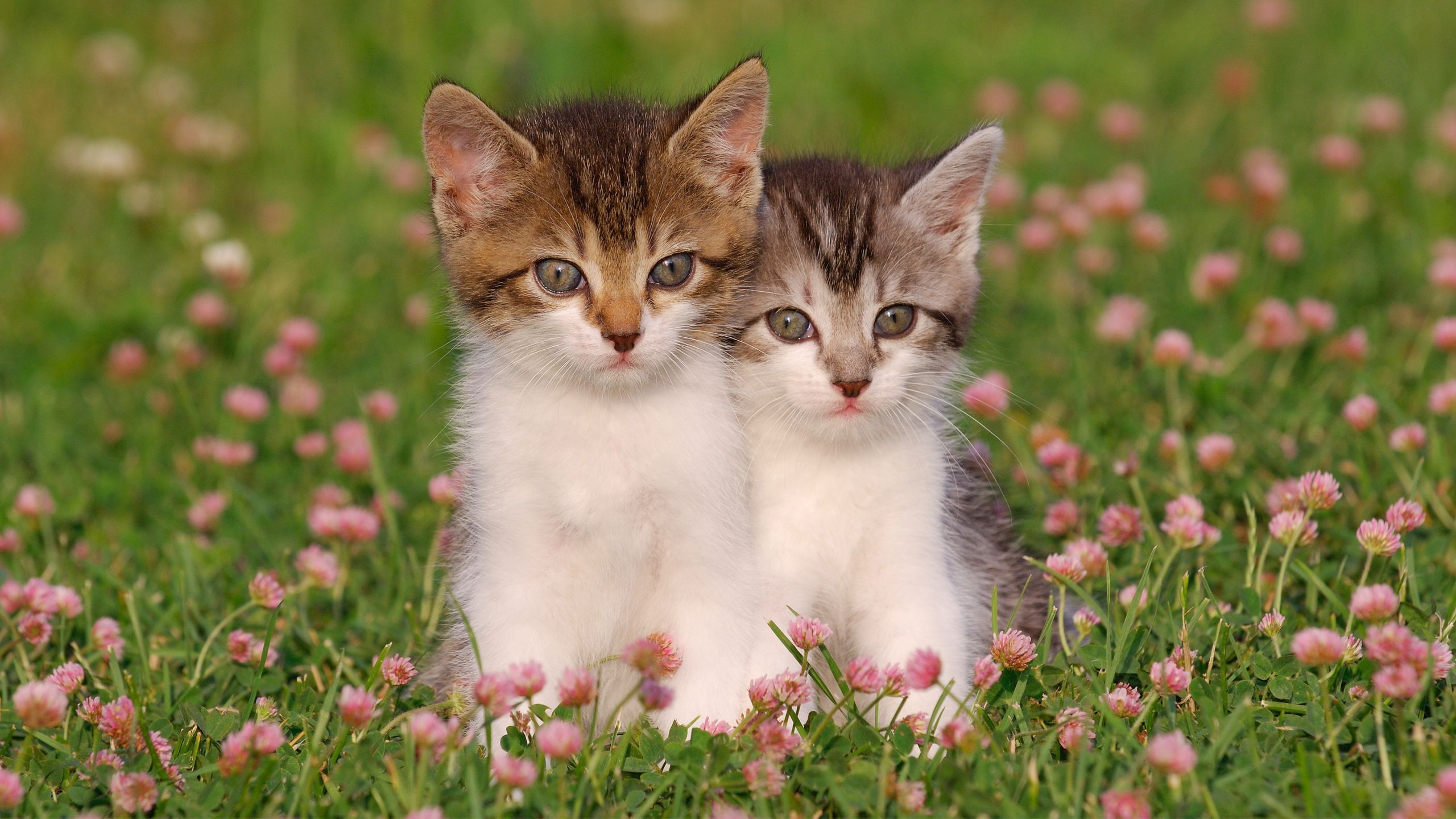 32 facts about kittens | PetsRadar
