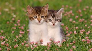 Two kittens in a meadow