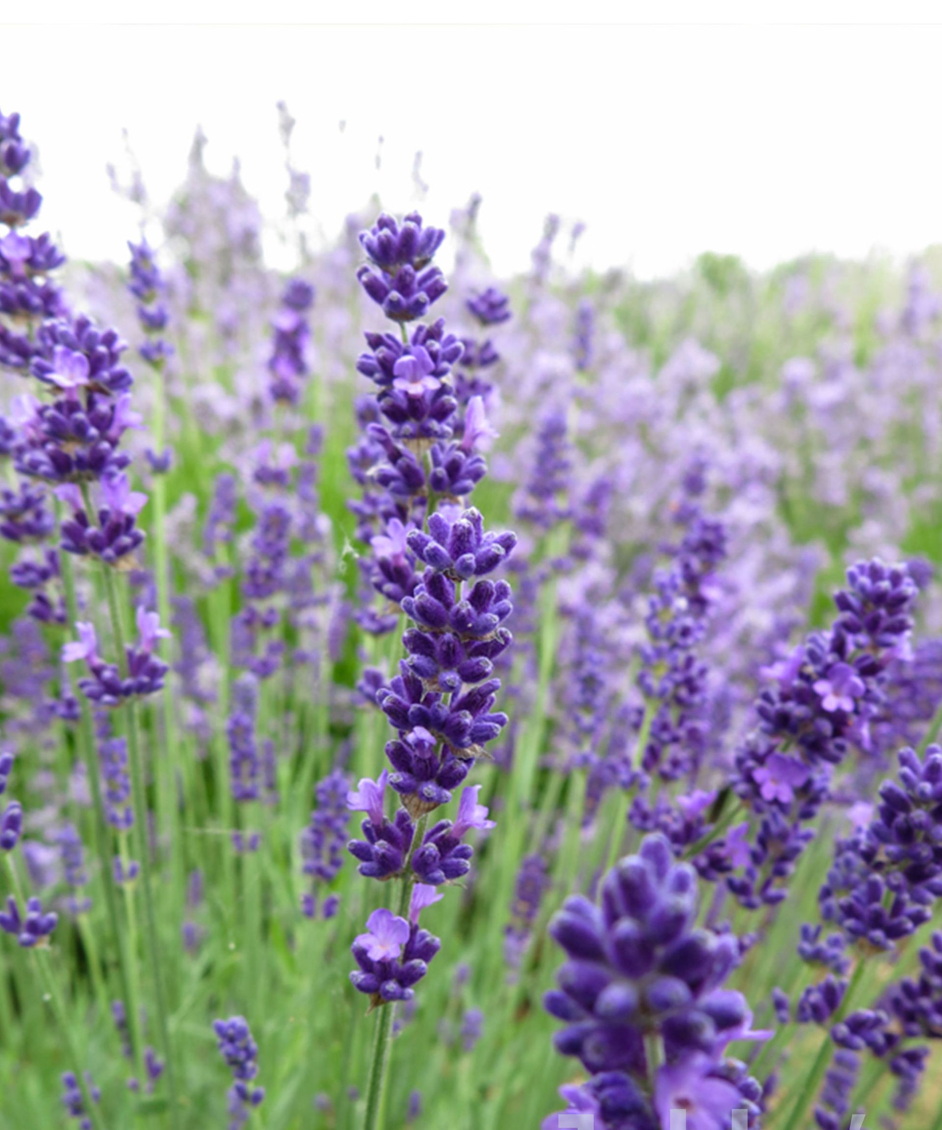 aromatic herb lavender angustifolia melissa