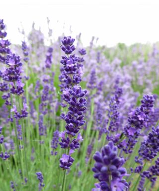 aromatic herb lavender angustifolia melissa