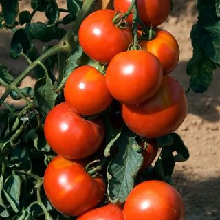 Vine tomato seeds