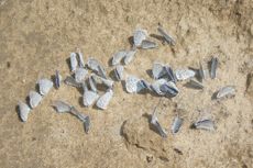 Karen Blue Butterflies puddling
