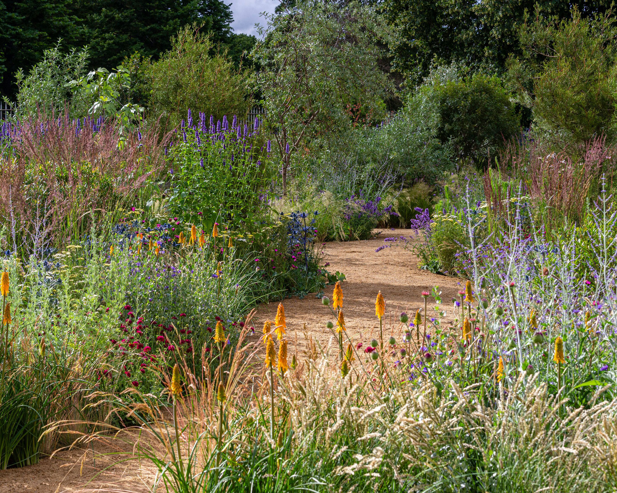 naturalistic planting design with drifts of perennials and ornamental grasses including red hot pokers, sea holly and buddleia, with gravel path running through