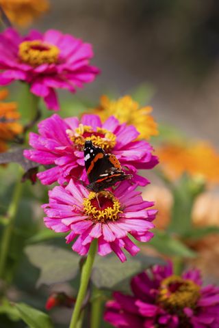 wildlife garden butterfly on gerbera