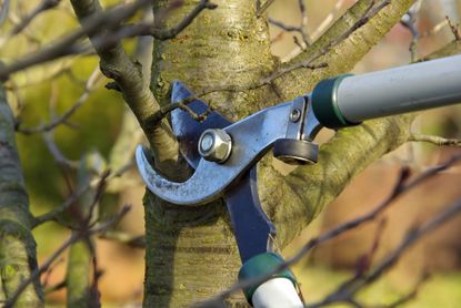 12. Don't prune trees or shrubs until late winter