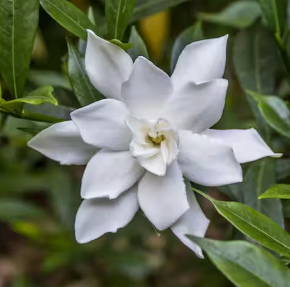 Radicans Gardenia