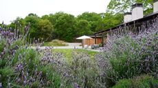 lavender as part of the landscape in a large garden