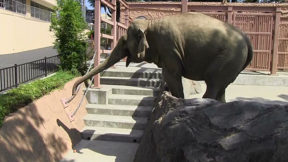 Elephant Uses Trunk as Leaf Blower