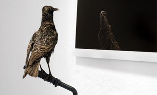 Darren Harvey Regan- a bird on branch