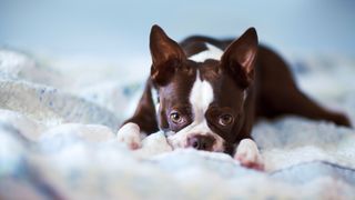 Why does my dog pee on my bed? French Bulldog lying on bed