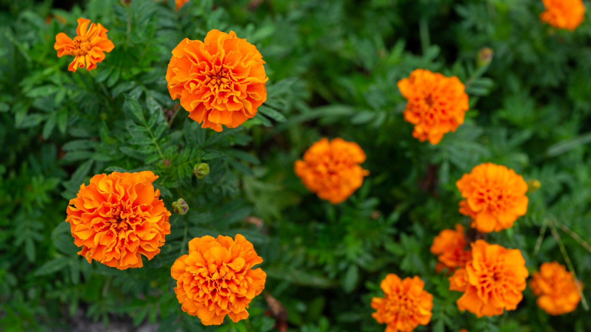 picture of marigolds growing in garden
