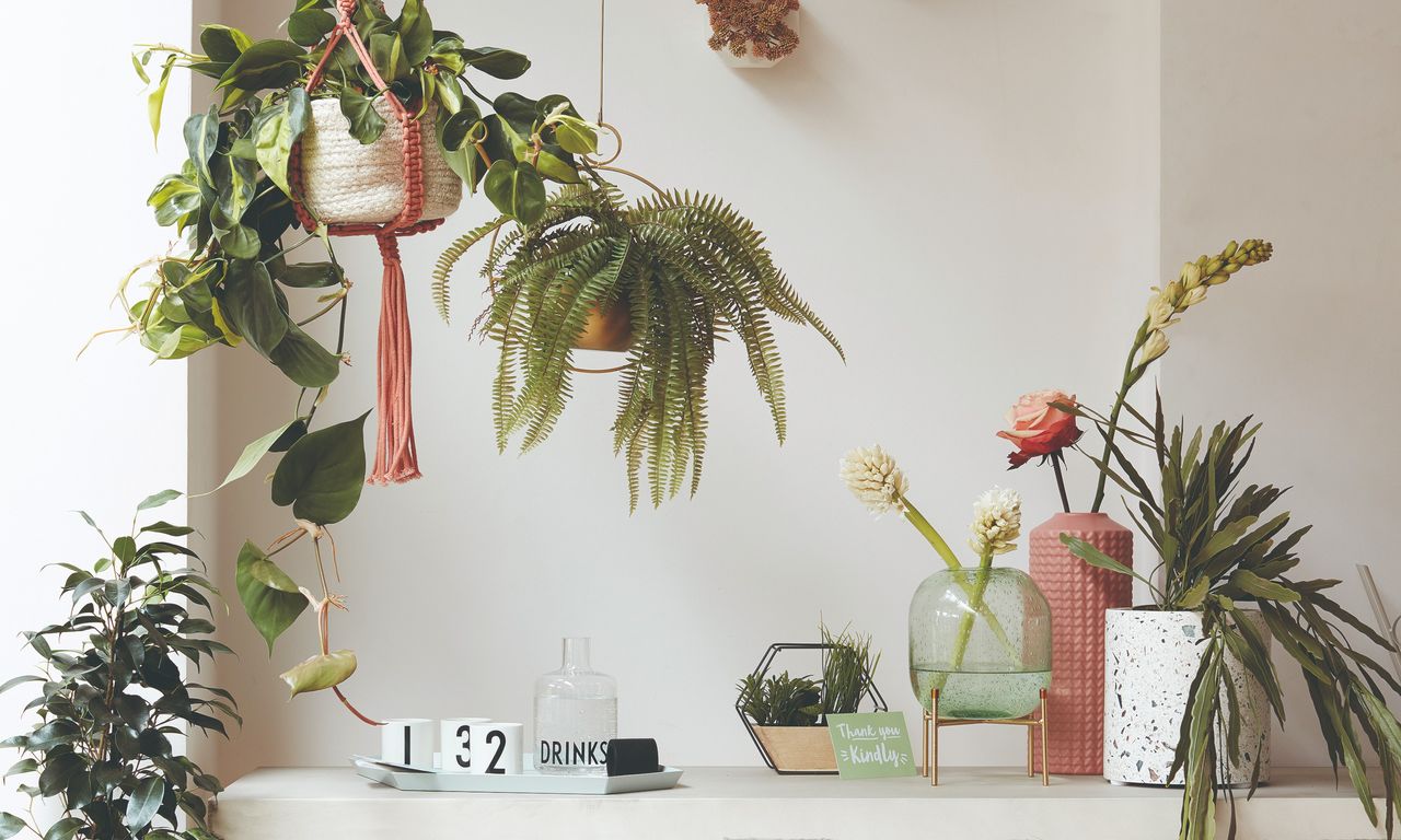 Table with houseplants and hanging plants