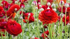 Red ranunculus flowers planted in a flower bed