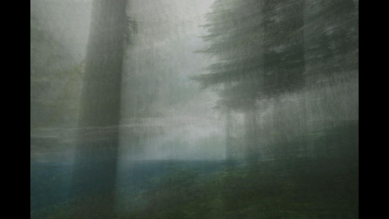Screenshot of the photography simulator game Lushfoil Photography Sim, depicting an abstract image of a pine woodland