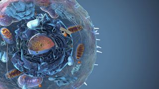 An illustration of organelles within a cell, including a spherical nucleus at the center, oval-shaped mitochondria scattered around, and tiny orange speckles representing ribosomes