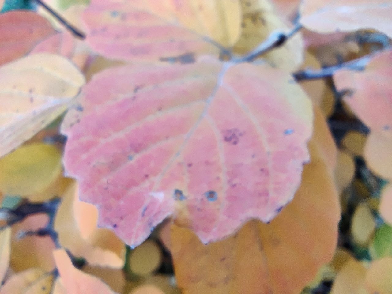 OnePlus 8T review camera samples