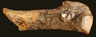 Manis Mammoth wound from early projectile point.