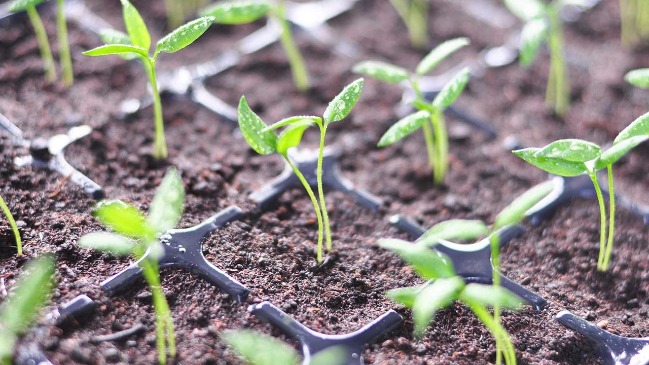 seedlings growing