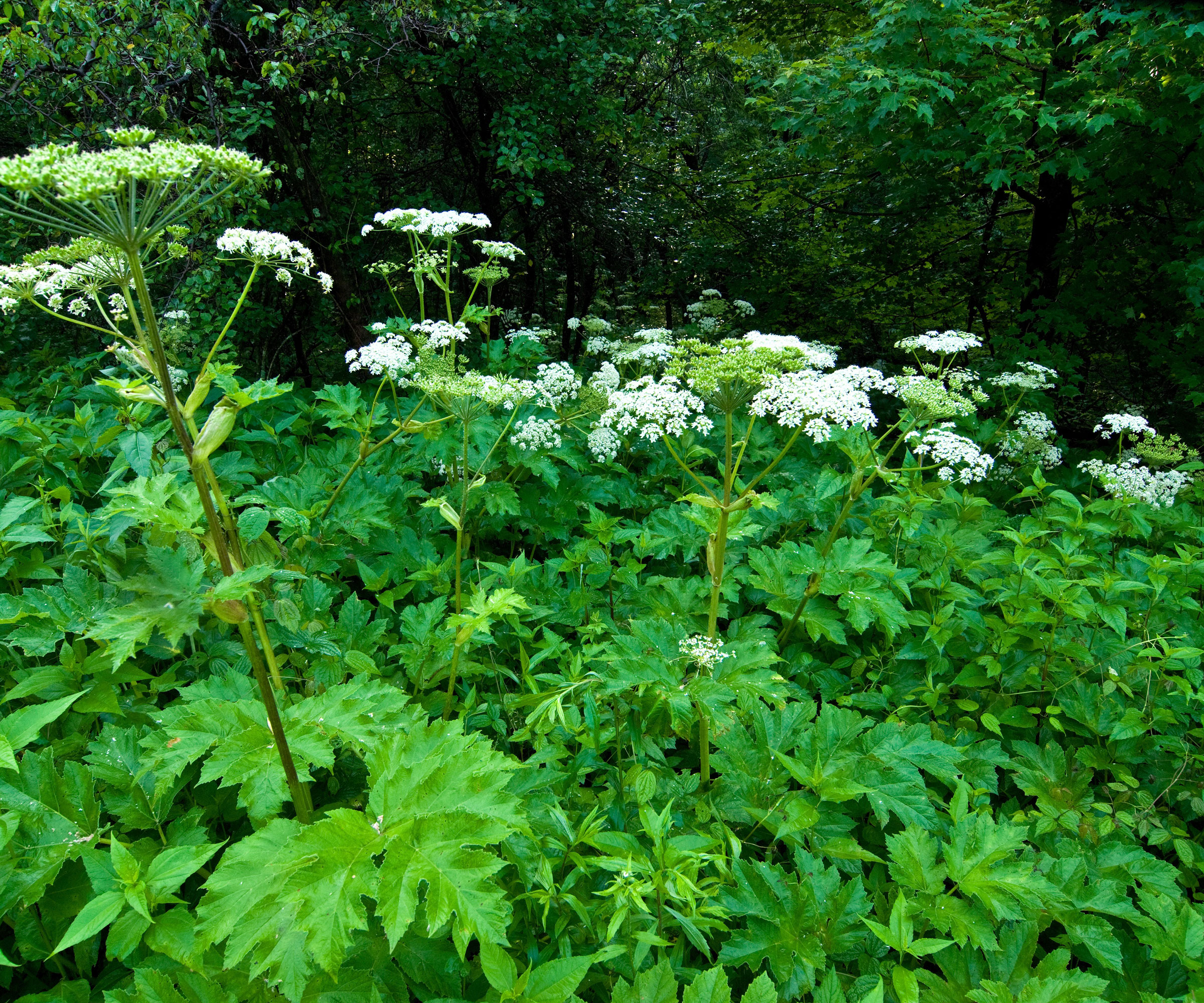 cow parsnip weeds growing in backyard