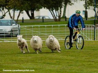 No word yet on whether there will be any sheep along the singlespeed course