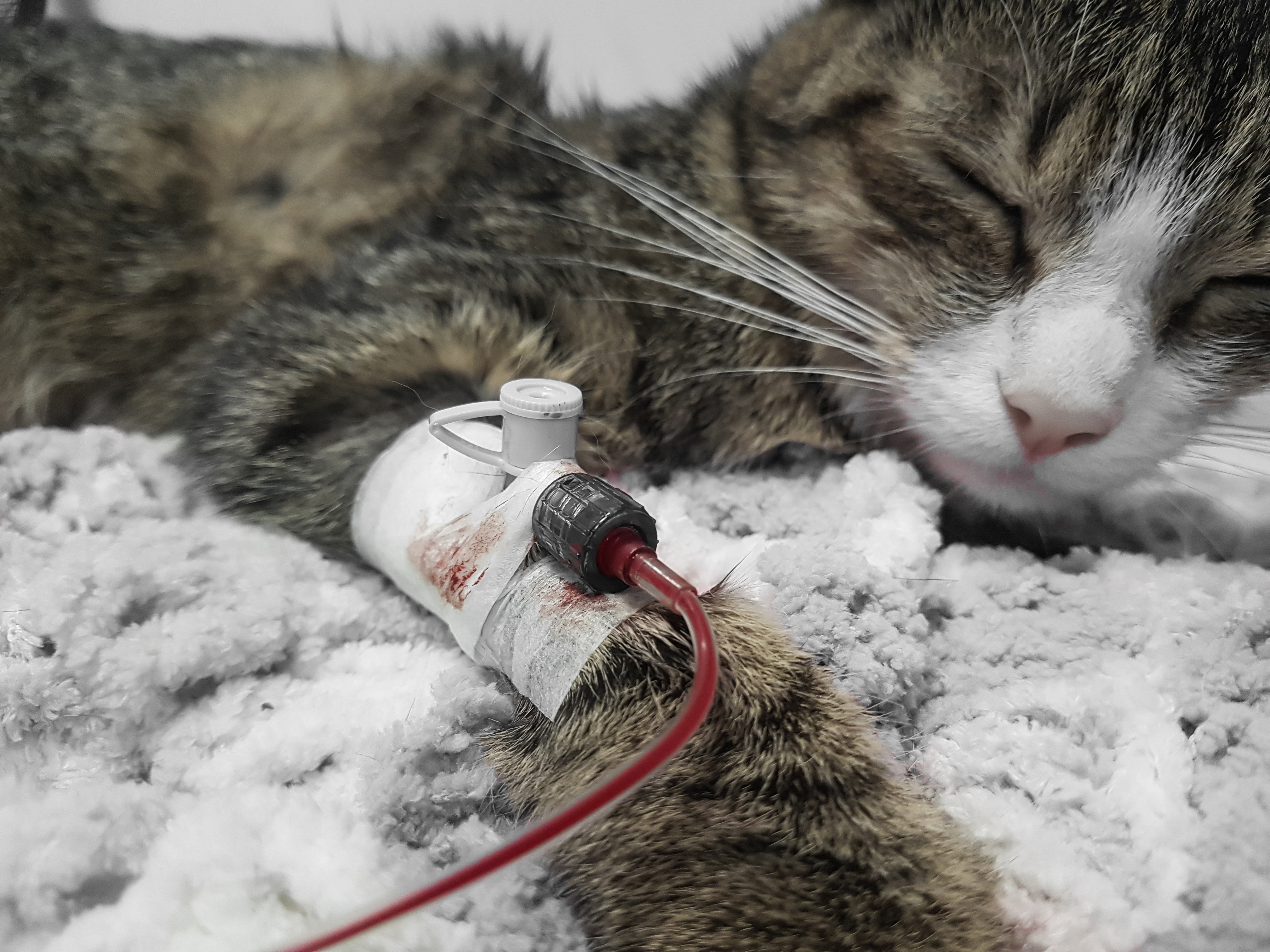Cat receiving blood transfusion