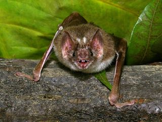 vampire bats, blood, heat sensing, infrared sensing, bats, heat, pain