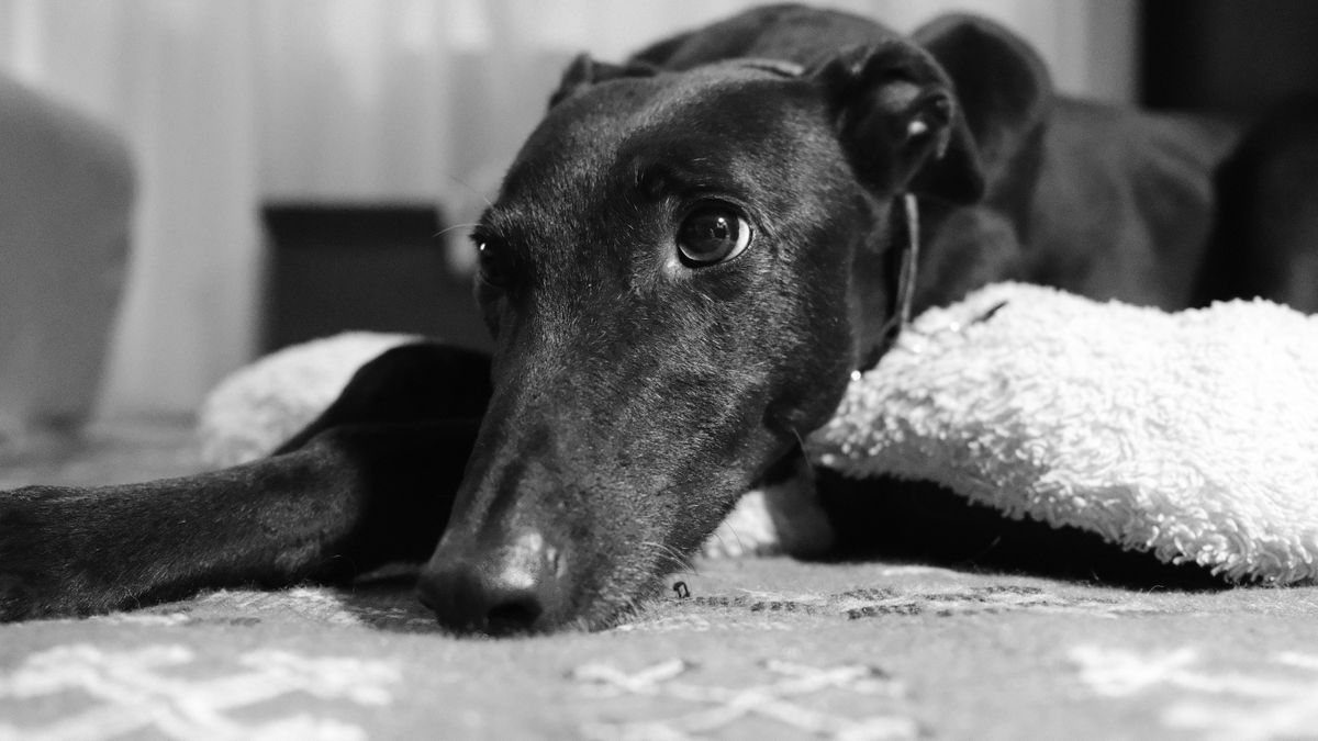 A black and white photo of a greyhound with her head resting on the floor.