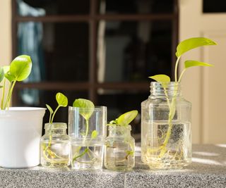 Hydroponic gardening