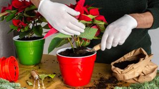 A poinsettia being re-potted with soil being added to the pot