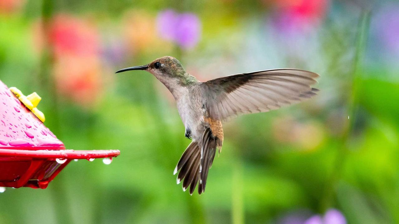 hummingbird feeder