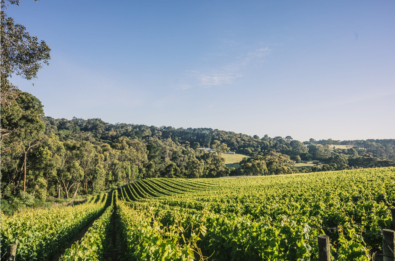 Paringa Estate's vineyards in Mornington Peninsula. Credit Paringa Estate