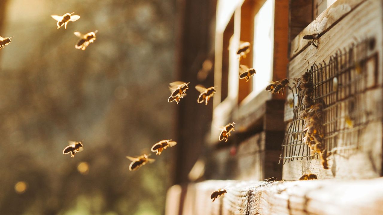 Backlit honey bees around a bee hive