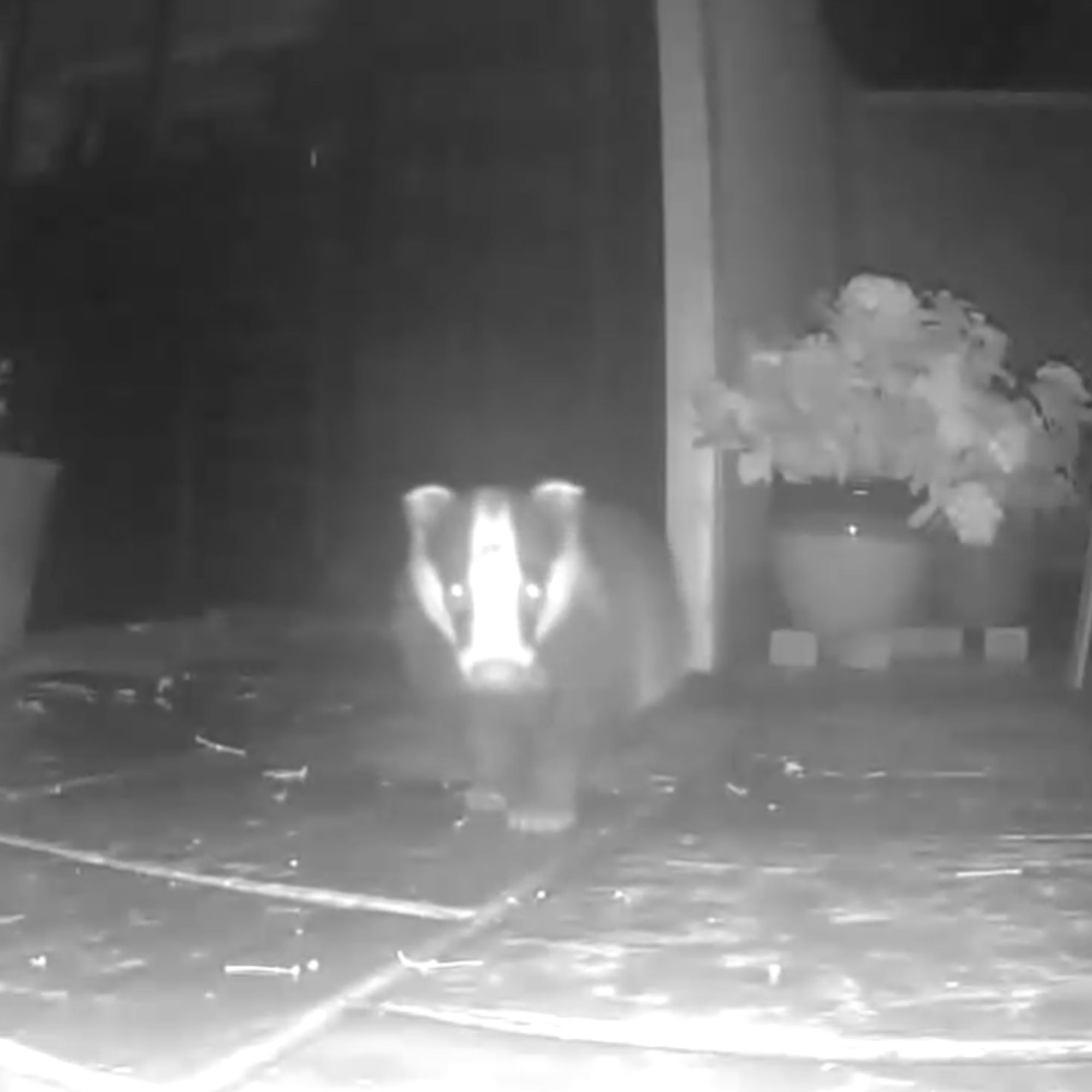 A black and white image of a badger in the garden