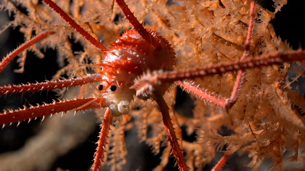 A close up of a squat lobster