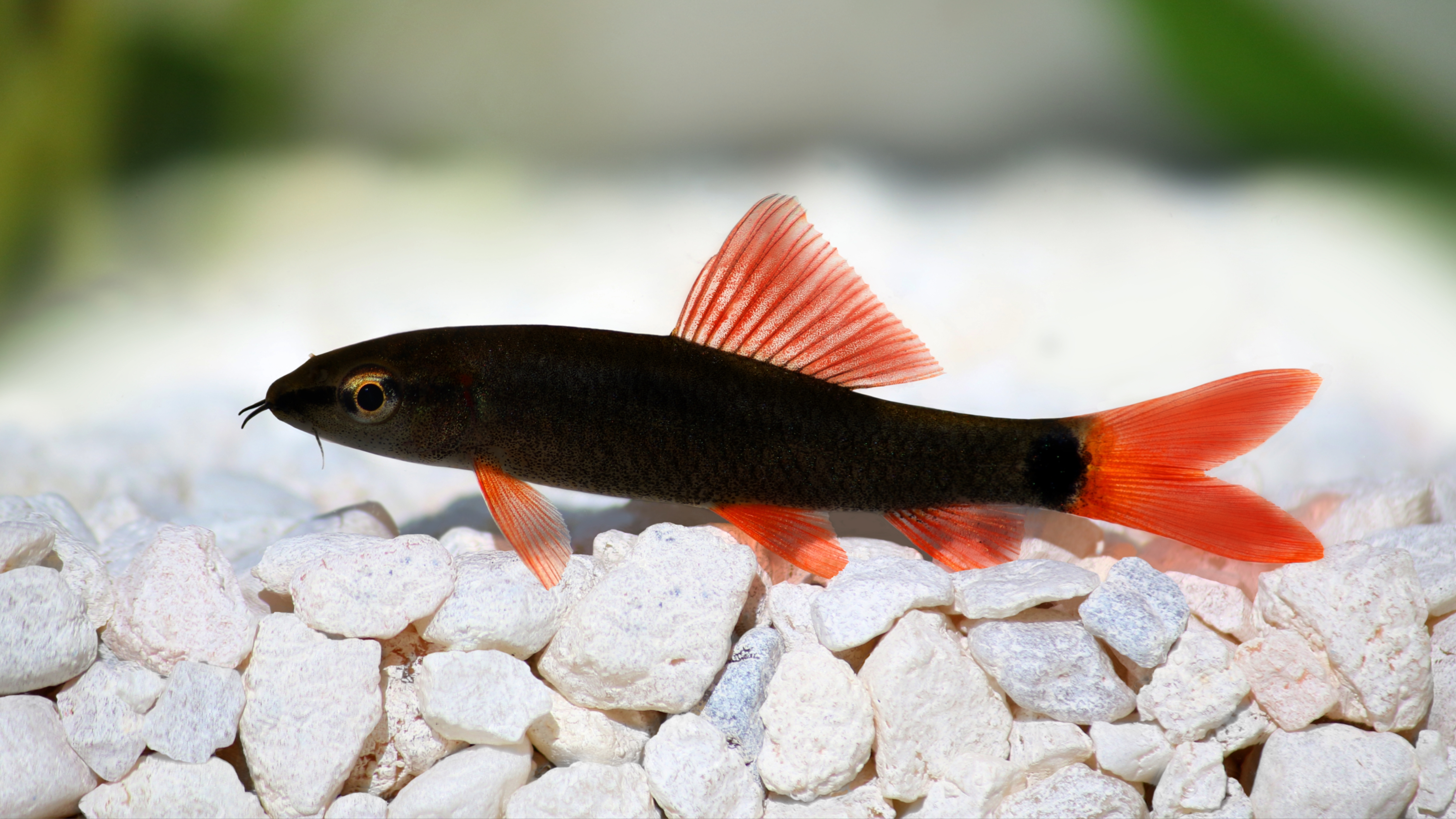 Rainbow Shark